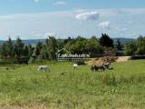 elad� tanya / mg. ter�let - Harka